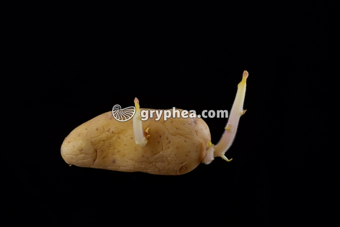 Pomme de terre en germination - gryphea.com